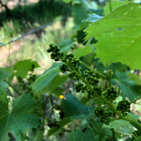 3logy: autorizzato su botrite e oidio di uva da vino e da tavola